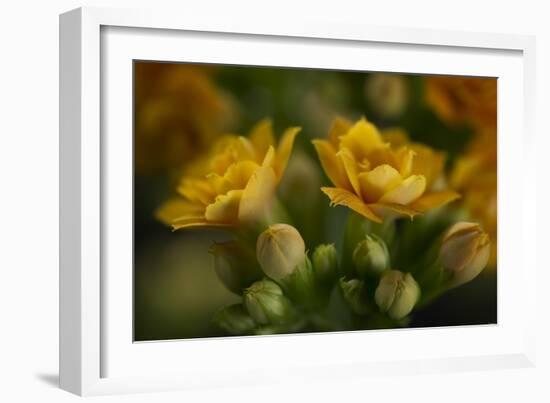 GS-Kalanchoe_1256-Gordon Semmens-Framed Giclee Print