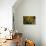 GS-Kalanchoe_1277-Gordon Semmens-Giclee Print displayed on a wall