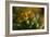 GS-Kalanchoe_1277-Gordon Semmens-Framed Giclee Print