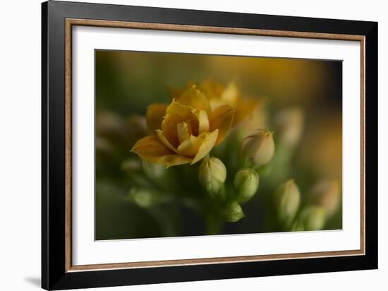 GS-Kalanchoe_1277-Gordon Semmens-Framed Giclee Print