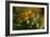 GS-Kalanchoe_1277-Gordon Semmens-Framed Giclee Print