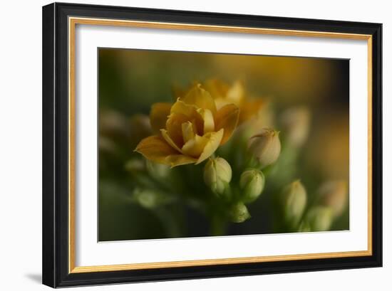 GS-Kalanchoe_1277-Gordon Semmens-Framed Giclee Print