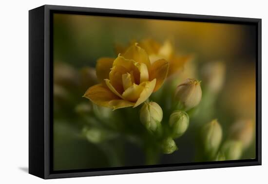 GS-Kalanchoe_1277-Gordon Semmens-Framed Premier Image Canvas