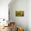 GS-Kalanchoe_1340-Gordon Semmens-Giclee Print displayed on a wall