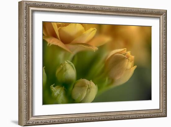 GS-Kalanchoe_1340-Gordon Semmens-Framed Giclee Print