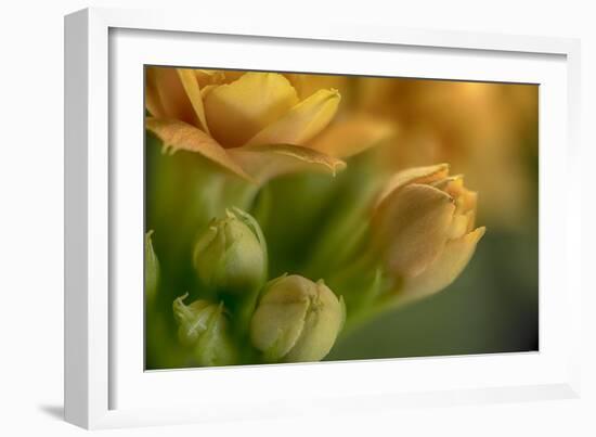 GS-Kalanchoe_1340-Gordon Semmens-Framed Giclee Print