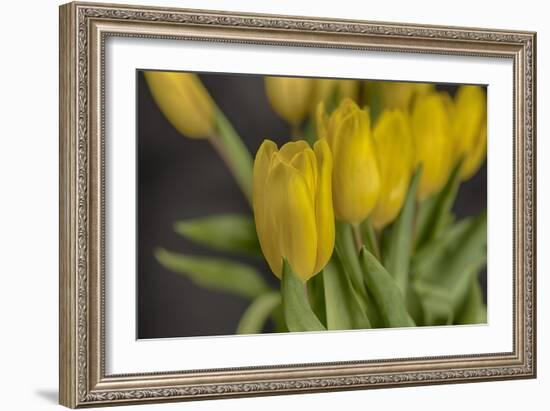 GS-Yellow Tulips_029-Gordon Semmens-Framed Giclee Print