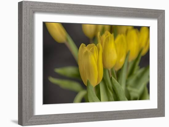 GS-Yellow Tulips_029-Gordon Semmens-Framed Giclee Print