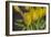 GS-Yellow Tulips_029-Gordon Semmens-Framed Giclee Print