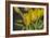 GS-Yellow Tulips_029-Gordon Semmens-Framed Giclee Print