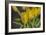 GS-Yellow Tulips_029-Gordon Semmens-Framed Giclee Print