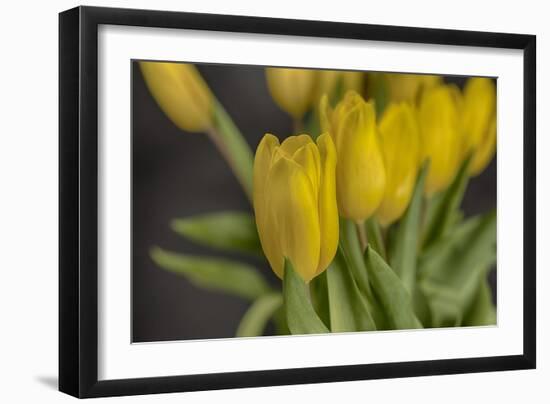 GS-Yellow Tulips_029-Gordon Semmens-Framed Giclee Print