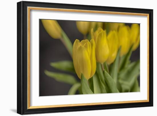 GS-Yellow Tulips_029-Gordon Semmens-Framed Giclee Print