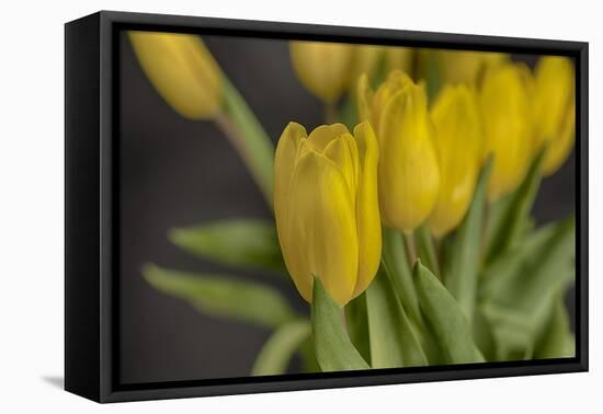 GS-Yellow Tulips_029-Gordon Semmens-Framed Premier Image Canvas