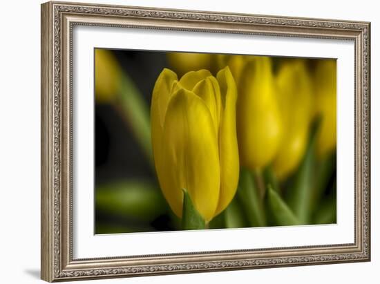 GS-Yellow Tulips_030-Gordon Semmens-Framed Giclee Print
