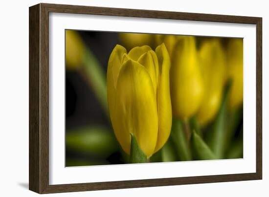 GS-Yellow Tulips_030-Gordon Semmens-Framed Giclee Print