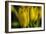 GS-Yellow Tulips_030-Gordon Semmens-Framed Giclee Print