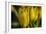 GS-Yellow Tulips_030-Gordon Semmens-Framed Giclee Print