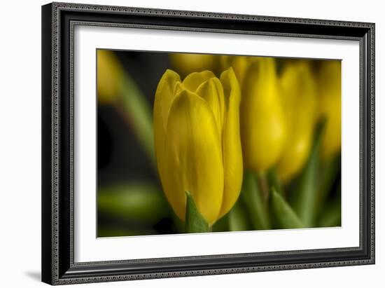 GS-Yellow Tulips_030-Gordon Semmens-Framed Giclee Print