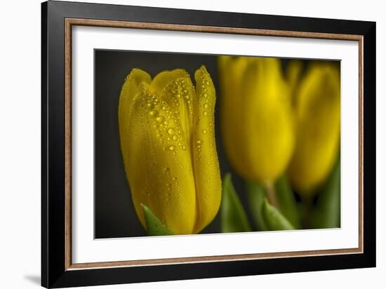 GS-Yellow Tulips_032-Gordon Semmens-Framed Giclee Print