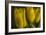 GS-Yellow Tulips_032-Gordon Semmens-Framed Giclee Print