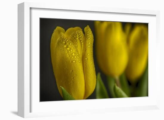 GS-Yellow Tulips_032-Gordon Semmens-Framed Giclee Print