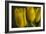 GS-Yellow Tulips_032-Gordon Semmens-Framed Giclee Print