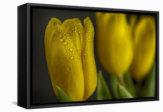 GS-Yellow Tulips_032-Gordon Semmens-Framed Premier Image Canvas