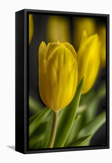 GS-Yellow Tulips_035-Gordon Semmens-Framed Premier Image Canvas