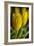 GS-Yellow Tulips_035-Gordon Semmens-Framed Giclee Print