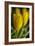 GS-Yellow Tulips_035-Gordon Semmens-Framed Giclee Print