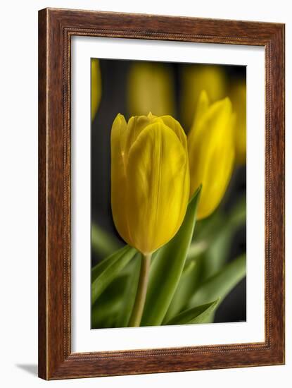 GS-Yellow Tulips_035-Gordon Semmens-Framed Giclee Print