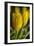 GS-Yellow Tulips_035-Gordon Semmens-Framed Giclee Print