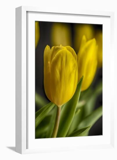 GS-Yellow Tulips_035-Gordon Semmens-Framed Giclee Print