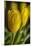 GS-Yellow Tulips_035-Gordon Semmens-Mounted Giclee Print