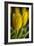GS-Yellow Tulips_035-Gordon Semmens-Framed Giclee Print