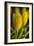 GS-Yellow Tulips_035-Gordon Semmens-Framed Giclee Print