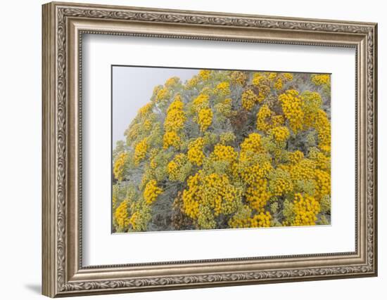 Guadalupe Island rock daisy flower surrounded by fog, Mexico-Claudio Contreras-Framed Photographic Print