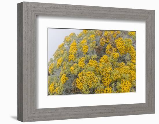 Guadalupe Island rock daisy flower surrounded by fog, Mexico-Claudio Contreras-Framed Photographic Print