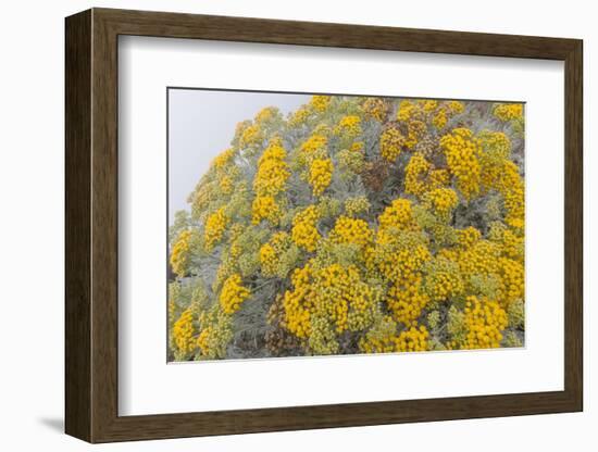 Guadalupe Island rock daisy flower surrounded by fog, Mexico-Claudio Contreras-Framed Photographic Print