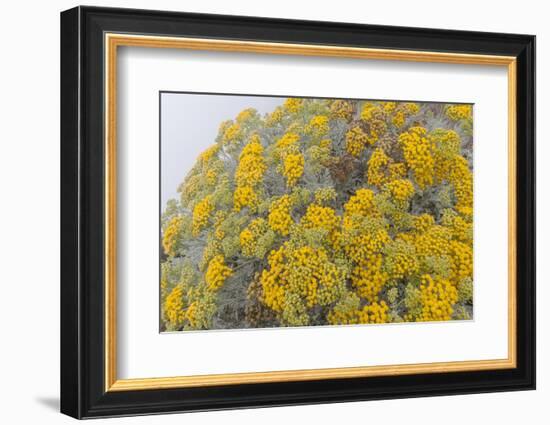 Guadalupe Island rock daisy flower surrounded by fog, Mexico-Claudio Contreras-Framed Photographic Print