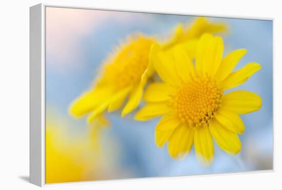 Guadalupe Island white sage flower, Mexico-Claudio Contreras-Framed Premier Image Canvas