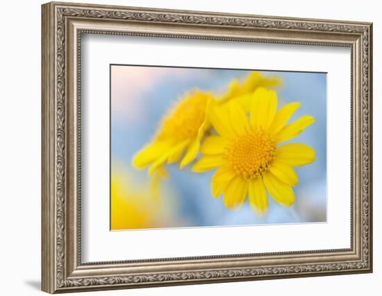 Guadalupe Island white sage flower, Mexico-Claudio Contreras-Framed Photographic Print