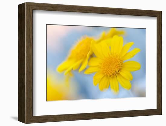 Guadalupe Island white sage flower, Mexico-Claudio Contreras-Framed Photographic Print