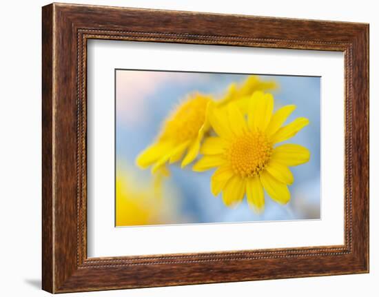 Guadalupe Island white sage flower, Mexico-Claudio Contreras-Framed Photographic Print