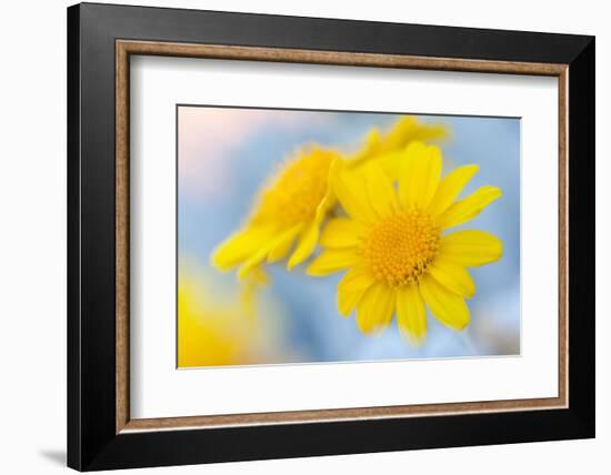 Guadalupe Island white sage flower, Mexico-Claudio Contreras-Framed Photographic Print