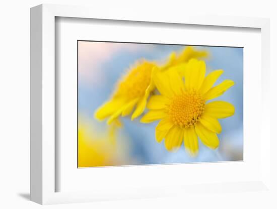 Guadalupe Island white sage flower, Mexico-Claudio Contreras-Framed Photographic Print
