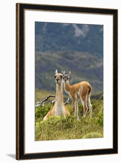 Guanaco and baby, Andes Mountain, Torres del Paine National Park, Chile. Patagonia-Adam Jones-Framed Premium Photographic Print