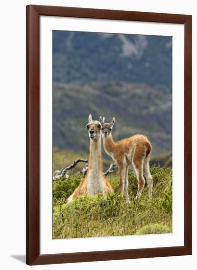 Guanaco and baby, Andes Mountain, Torres del Paine National Park, Chile. Patagonia-Adam Jones-Framed Premium Photographic Print