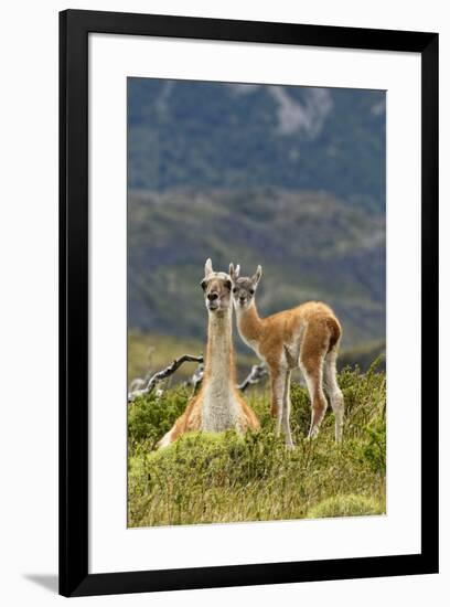 Guanaco and baby, Andes Mountain, Torres del Paine National Park, Chile. Patagonia-Adam Jones-Framed Premium Photographic Print
